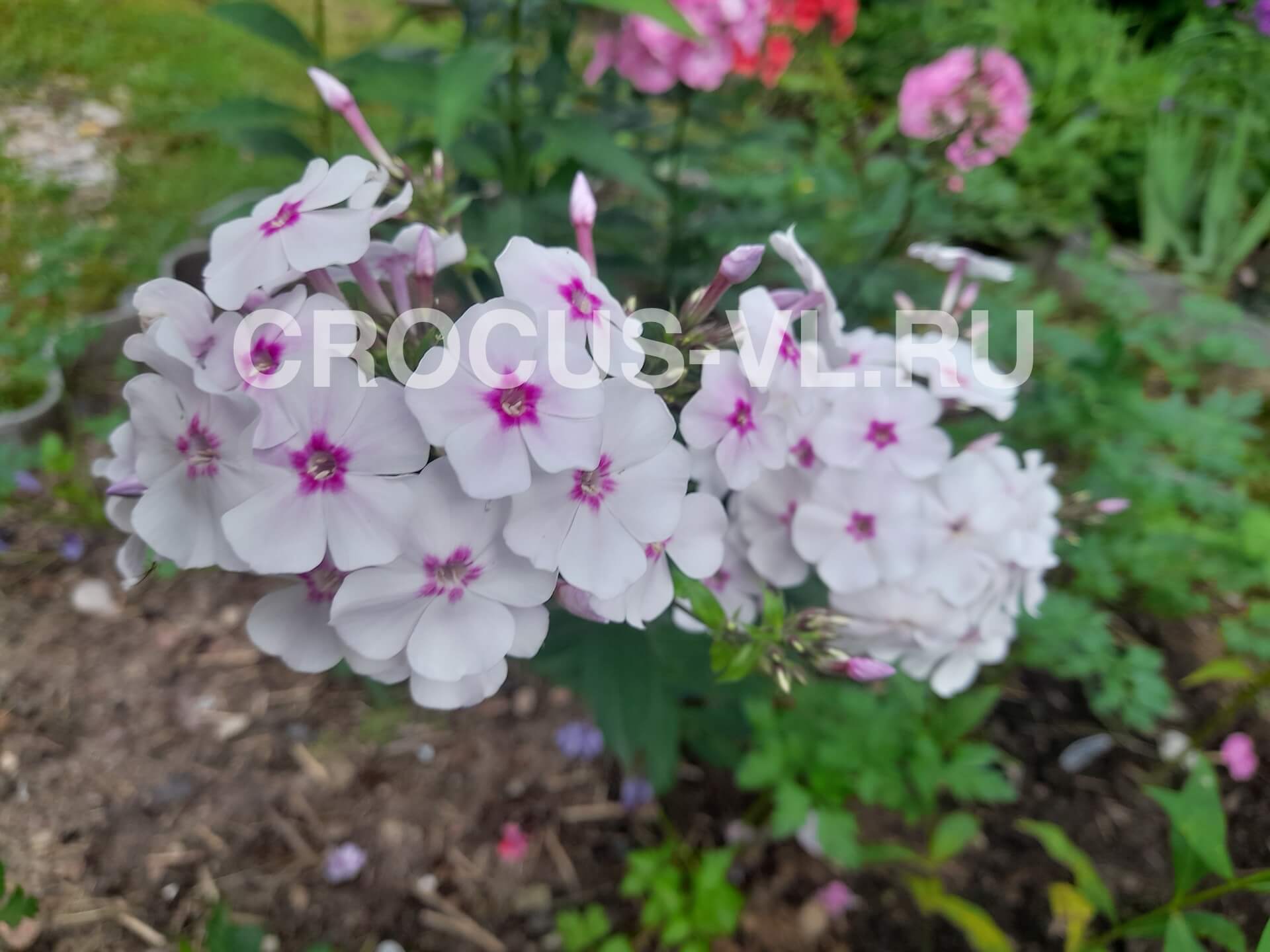 Флокс метельчатый «Жуковский»